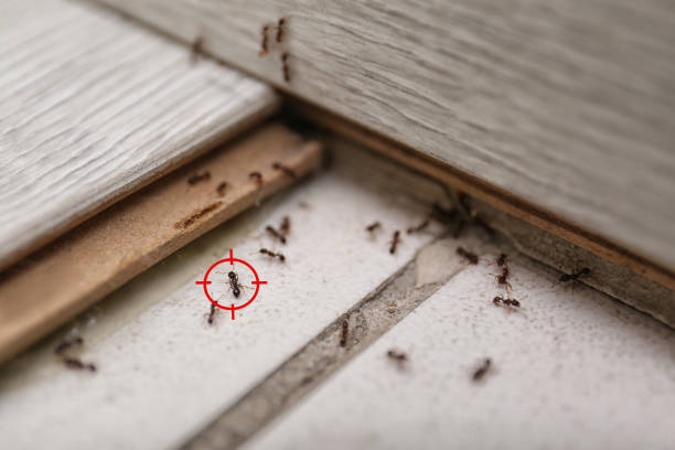 Trusted Fort Mill, SC Pest Control Experts