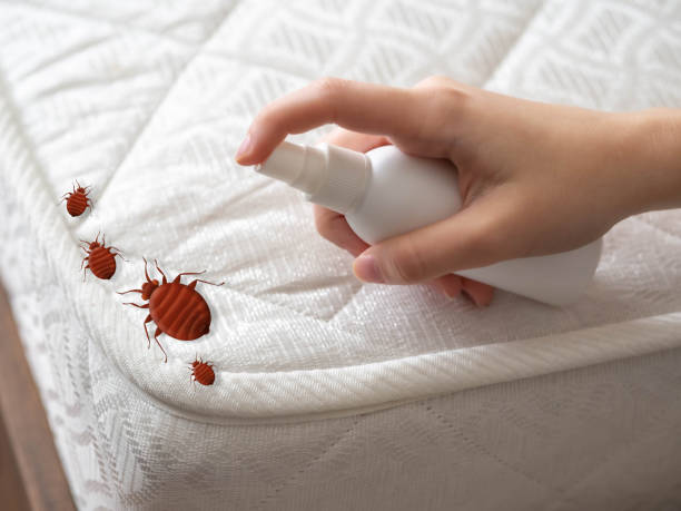 Best Affordable Pest Control Services  in Fort Mill, SC