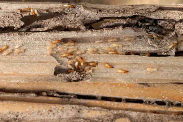 Best Affordable Pest Control Services  in Fort Mill, SC